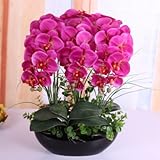 Phalaenopsis suite living room interior decoration flowers potted 100 seeds 4