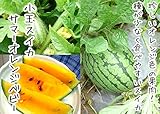 【てしまの苗】接木スイカ/サマーオレンジベビー　 　9cmポット