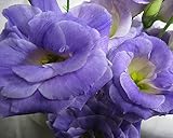 プリティマーメイド 生花 切花 切り花 トルコヤエムラサキ ボレロBフラッシュなど5本