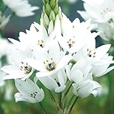 国華園 秋植え球根 オーニソガラム シルソイデス 10球【※発送が国華園からの場合のみ正規品です】