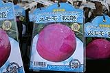 【果樹苗】【接木】　スモモ　秋姫　一年生　【送料込価格】
