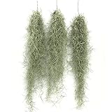 スパニッシュモス (ウスネオイデス) 50-60cm エア プランツ チランジア 3束セット