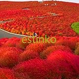 ホームガーデン観賞植物夏サイプレス急速に成長バーニングブッシュ草の種子の100pcs /バッグホウキギScoparia種子