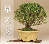 いよじ園 【】 早乙女サツキ -媛小町- 小品盆栽