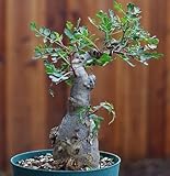 Pachycormus discolor - Elephant Tree - Copalqu?n - 3 seeds