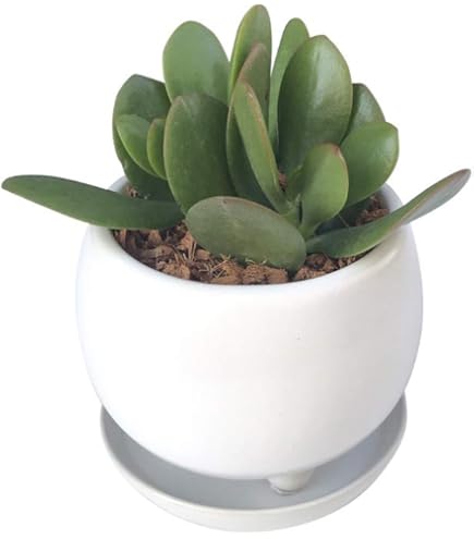 Amazon | 花のギフト社 お金のなる木 金のなる木 花月 多肉植物 観葉