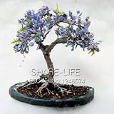 8 Kinds Bonsai Tree Seeds Rare Maple Seeds Plants Pot Suit for DIY Home Garden Maple Seeds - 20 PCS 