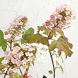 カシワバ（柏葉）アジサイ：バックポーチ4号ポット[花色が変化する一重咲き品種] ノーブランド品