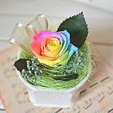 レインボーローズのプリザーブドフラワー プチアレンジ