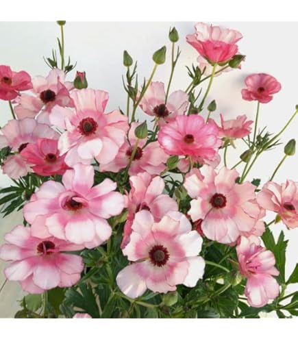 Amazon.co.jp: ラナンキュラス：ラックス アリアドネ3.5-4号ポット