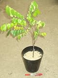 スターフルーツ 接木2年生 苗 《熱帯果樹苗》