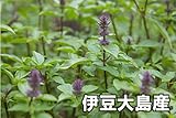 伊豆大島産のホーリーバジルの種（約40粒）
