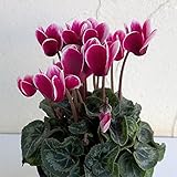 軽井沢育ちのガーデンシクラメン：ジョーカー3号ポット 3株セット ノーブランド品