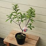 苗：沈丁花（赤花）