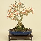 宮様楓（小品盆栽） 【雑木盆栽】いよじ園