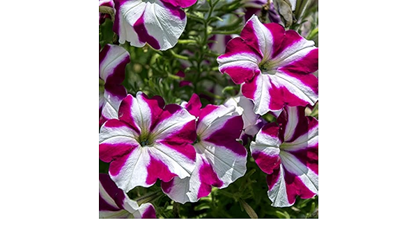 Amazon ペチュニアの種 多年草 開花期間が長く 八重咲き 発芽しやすい 花壇をアレンジできます 300 個 花