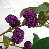 ムラサキシキブ（紫式部）：中吉小吉（なかよしこよし）4号ポット[紫の大きな実がたくさんつく！] ノーブランド品