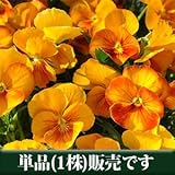 パンジー ハニー系 オレンジシェード 10.5cmサイズ大ポット 1ポット パンジー ビオラ すみれ 苗 寄せ植え