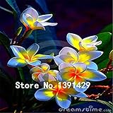 100pcs seeds Plumeria Hawaiian Foam Frangipani Flower For Wedding Party Decoration Romance Sky Blue
