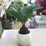 ソテツ（蘇鉄）鉢植え 陶器鉢カバー付き 5号サイズ　小さくお洒落な植物・庭木