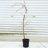 庭木：源平しだれ桃　樹高：100cm