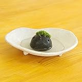 苔盆栽 モスモス モスコトリ 黒 受け皿（白色）セット