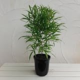 クロチク（黒竹）：開運黒姫7号鉢植え[かいうんくろひめ][縁起の良いタケの鉢植え] ノーブランド品