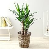 BunBunBee 観葉植物 ユッカ【6号鉢・メッセージカード・バンブー製バスケット付き】