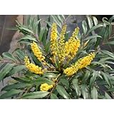 コンフューサー (細葉ヒイラギ) 5号ポット