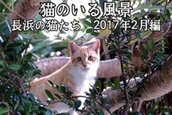 猫のいる風景 長浜の猫たち 2017年2月編 動物写真集 猫の写真集 福島義仁 写真 Kindleストア Amazon