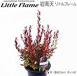 岩南天 Little Flame 5号ポット 苗木 ルコテー リトルフレーム アメリカ イワナンテン