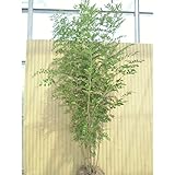 【ノーブランド品】 シマトネリコ 樹高1.5m前後 根巻き /