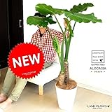 LAND PLANTS クワズイモ 10号 白色セラアート鉢