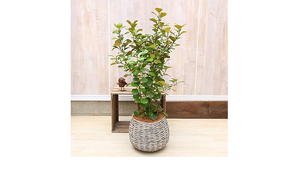 驚きの安さ おしゃれ 観葉植物 コバンボダイジュ プラポット 大型ヤマト便 珍しいゴムの木です 気質アップ