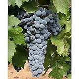 ブドウ：ヤマソービニオン3.5号ポット[最高級の味わいの国産のワイン用品種][果樹苗木] ノーブランド品