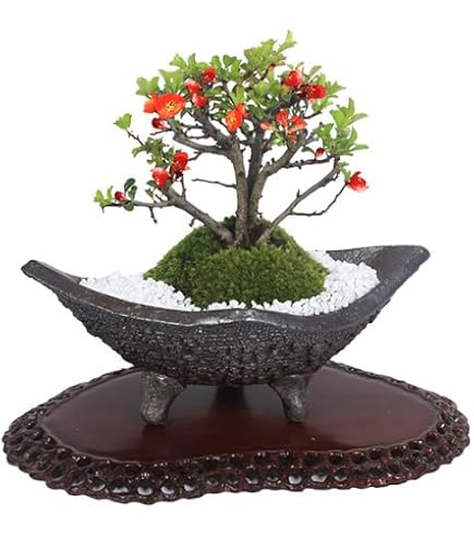 Amazon｜【charm】（山野草）苔盆栽 ボケ（木瓜）品種表記無し 穴有益