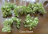 ~Coco Heart~ 訳あり　アナベルヘッド　 　（アジサイ・ドライフラワー）