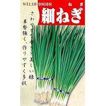 ハナコ　ネギ種子3品種 ハナコ ネギ種子3品種 green-loft_2312291