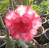 40 Fresh seedsアデニウム アラビカム オベスム 砂漠のバラ種子(40粒)塊根植物種子Adenium obesum Desert Roses seeds no153-Double-Tige