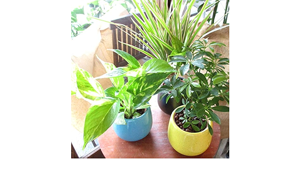 人気第1位 3鉢セット ハイドロカルチャー ミニ観葉植物 陶器鉢付き おまかせセット 鉢植え ハイミニみかげの鉢 水耕栽培 送料無料 薫る花 観葉植物 おしゃれ インテリアグリーン 福袋 種類 苗 小型 ミニ お誕生日プレゼント ギフト 贈り物 開店祝い 引越し祝い 新築祝い