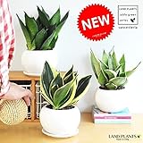 LAND PLANTS サンスベリア 白色丸型陶器鉢 ハニーバニー