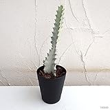 ユーフォルビア　ホワイトゴースト 3号鉢植え[白くごつごつした質感がすてき！]
