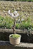 ソメイヨシノ盆栽　染井吉野桜