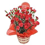 母の日 カーネーション 鉢植え ギフト 鉢植え　5号鉢 (レッド) プレゼント 用 ギフト ボックスでお届け