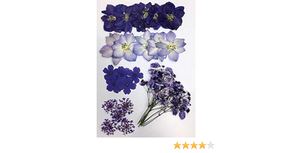 Amazon Co Jp マケプレお急ぎ便対応 押し花セット パープルｍｉｘ 押し花 ドライフラワー ホビー