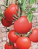 赤いトマト種子Podarochnyy - ギフト有機栽培されたロシアの家宝NON-GMO
