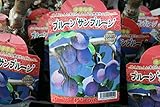 【果樹苗】【接木】 プルーン サンプルーン 一年生 【送料込価格】