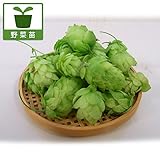 ホップ 雌株　3～3.5号ポット 2株セット ノーブランド品