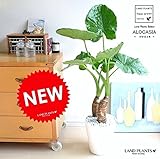 LAND PLANTS 【観葉植物】 クワズイモ （白色セラアート鉢）