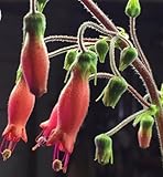 Sinningia sellovii - Hardy red Gloxinia - 15 seeds